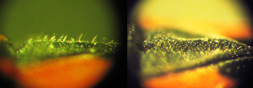 Lygaeidae: Lygaeus equestris & simulans da discutere